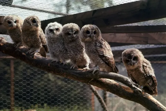 Framed Print : A group of owls all sitting in a row perched on a branch at Chester Zoo October Framed Print : A group of owls all sitting in a row perched on a branch at Chester Zoo October