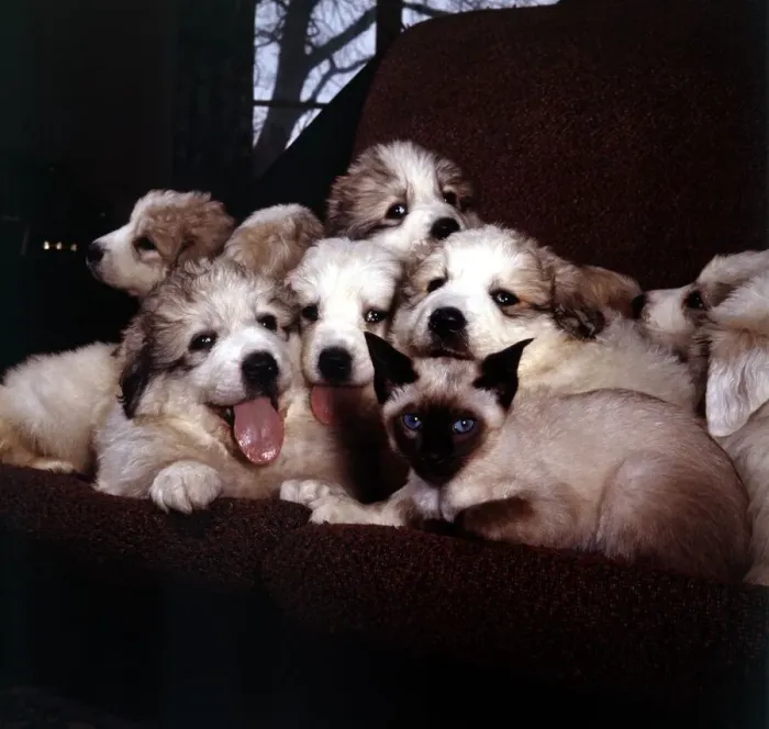 Framed Print : A group of Pyrenean Mountain Dog puppies with Wendy the Siamese cat March 1965