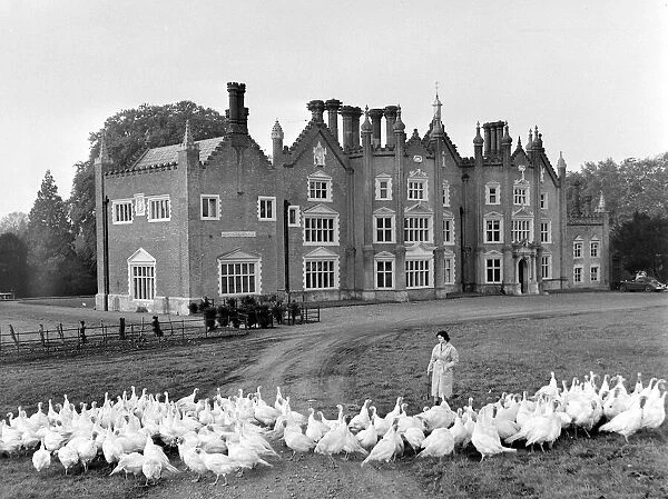 A group of turkeys outside a mansion at a Norfolk Turkey farm Circa 1955