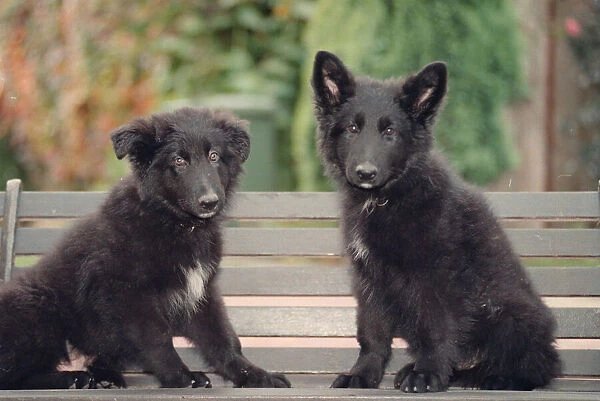 Guard dog puppies Prince and Duke