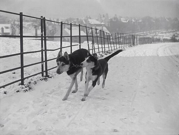 Guide Dog and Blind Dog DM 29  /  1  /  1952 C490  /  1