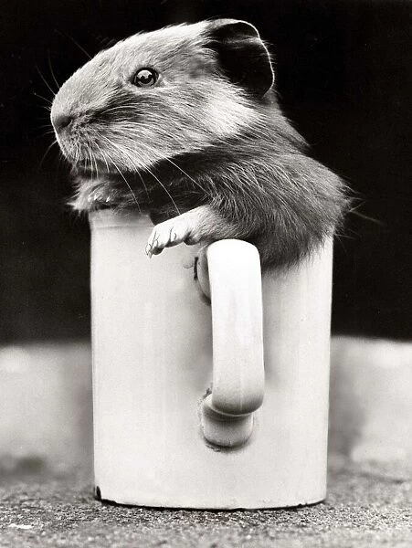 A guinea pig playing inside a cup at Crystal Palace Childrens Zoo in South London