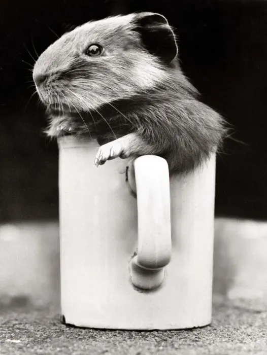 Framed Print : A guinea pig playing inside a cup at Crystal Palace Childrens Zoo in South London