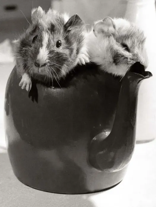 Framed Print : Two guinea pig playing inside a teapot at Crystal Palace Childrens Zoo in South London Framed Print : Two guinea pig playing inside a teapot at Crystal Palace Childrens Zoo in South London