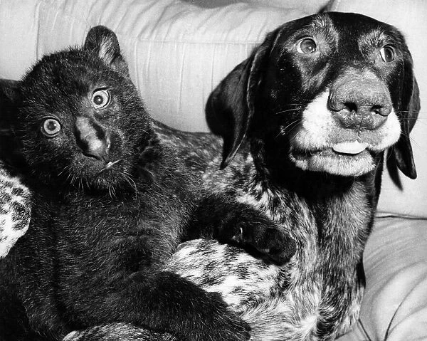 Gulliver the German pointer and Hamish the cat A few digs from Harry give