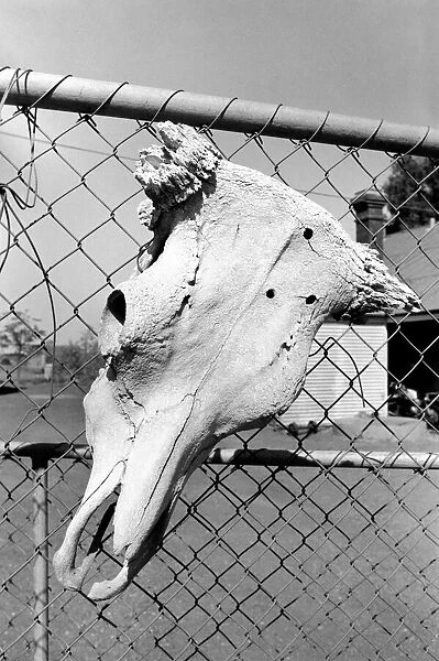 Gwalia: Ghost town western Australia. The skeleton of a steers head