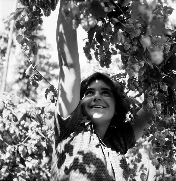 Gwen Baylis picking Hops in the Hop Gardens of Kent. August 1952 C4268