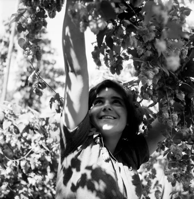Framed Print : Gwen Baylis picking Hops in the Hop Gardens of Kent. August 1952 C4268 Framed Print : Gwen Baylis picking Hops in the Hop Gardens of Kent. August 1952 C4268