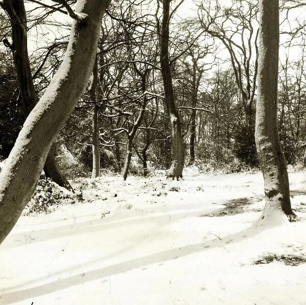 Hadley Common in Hertfordshire, Winter