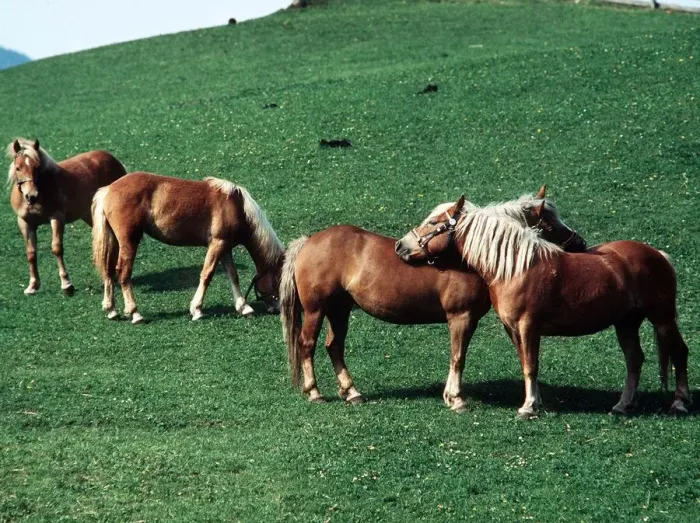 Framed Print : Haflinger Horses in Tirol, Austria - August 1979