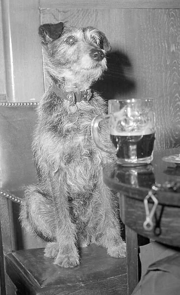 Hair of the dog Circa June 1949 Toto guards his masters pint of beer