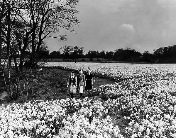 Hale meadow carpeted in Daffodils, near Liverpool. 17th April 1959