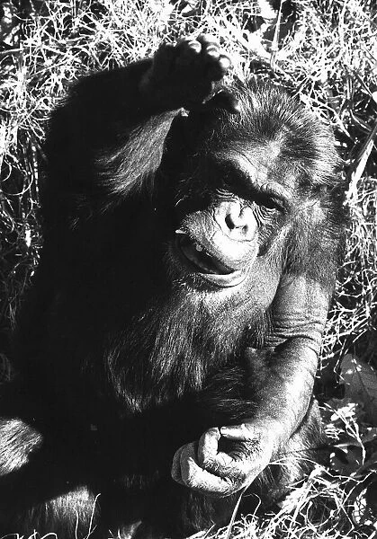 Ham the Chimpanzee December 1980 Space Race  /  Astronaut