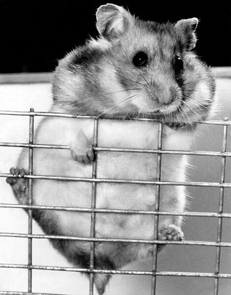 Hamster. May 1977 P011784