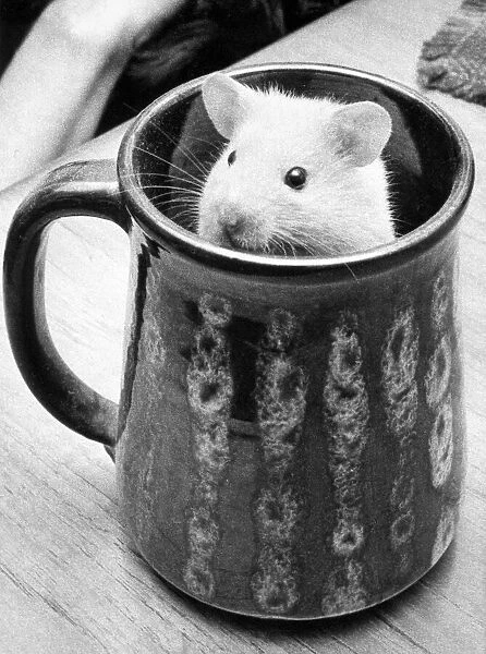 A hamster in a mug