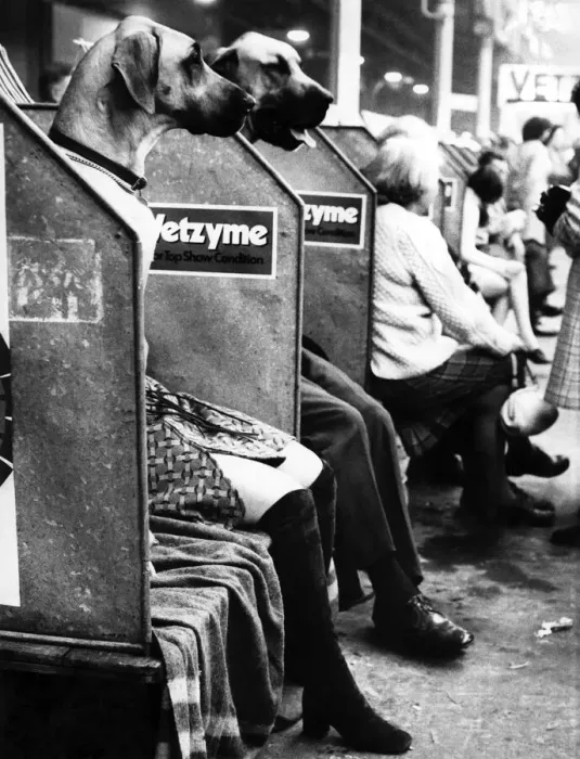 Framed Print : It could only happen at the Crufts show, where once a year people allow themselves Framed Print : It could only happen at the Crufts show, where once a year people allow themselves