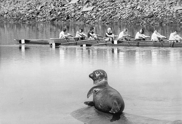 Its a hard life being a seal, watching the rowers hard at it