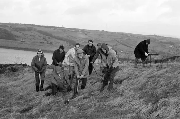 Framed Print : Hard at work are members of Colne Valley Lions and Colne Valley Tree Society Framed Print : Hard at work are members of Colne Valley Lions and Colne Valley Tree Society