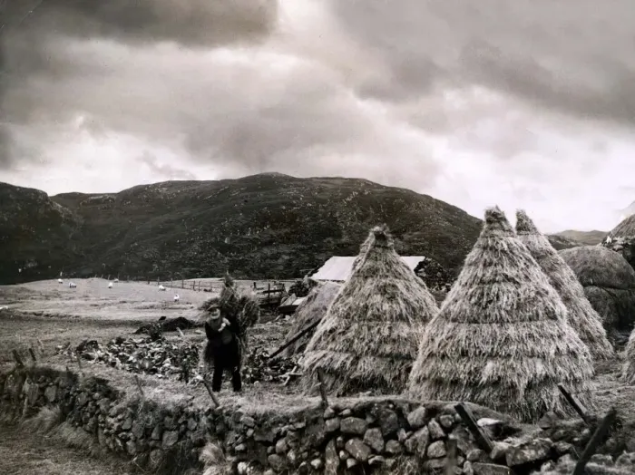 Framed Print : A hardy crofter at work near Stornaway on the island of Lewis in the Outer Hebrides Framed Print : A hardy crofter at work near Stornaway on the island of Lewis in the Outer Hebrides