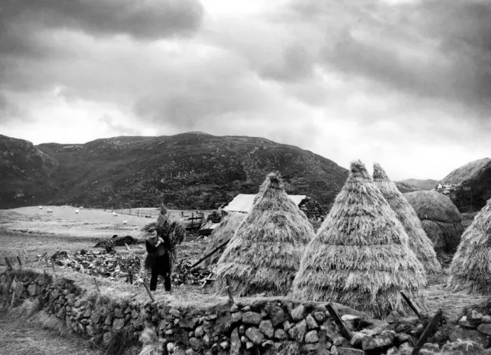 Framed Print : A hardy crofter at work near Stornaway on the island of Lewis in the Outer Hebrides Framed Print : A hardy crofter at work near Stornaway on the island of Lewis in the Outer Hebrides