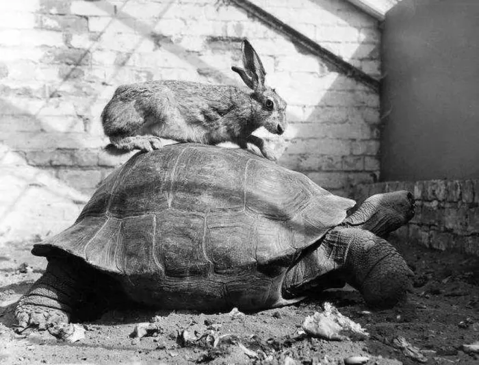 : Hare and Tortoise December 1962 Harold the Hare : Hare and Tortoise December 1962 Harold the Hare