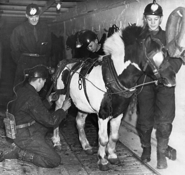 Harnessing this pony at Ashington Colliery are some of the boys who are being trained