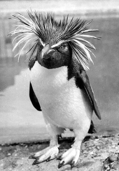 Harold the gold crested rock hopper penguin at London Zoo June 1956 P044253