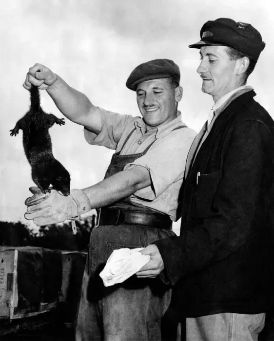 Framed Print : Harold Leach & Bill Wrankmone who own a mink farm holding up one of the animals Framed Print : Harold Leach & Bill Wrankmone who own a mink farm holding up one of the animals