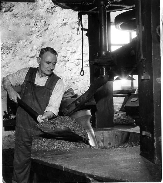 Harrison Hine at work in a Snuff Mill. 4th April 1949 Local Caption