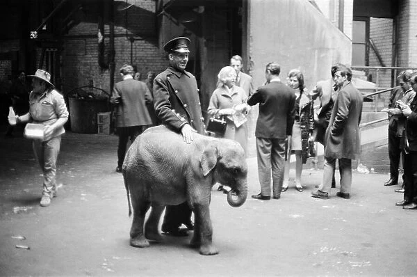 Harrods Department Store, sells a baby Elephant, Photo-call, Harrods, London