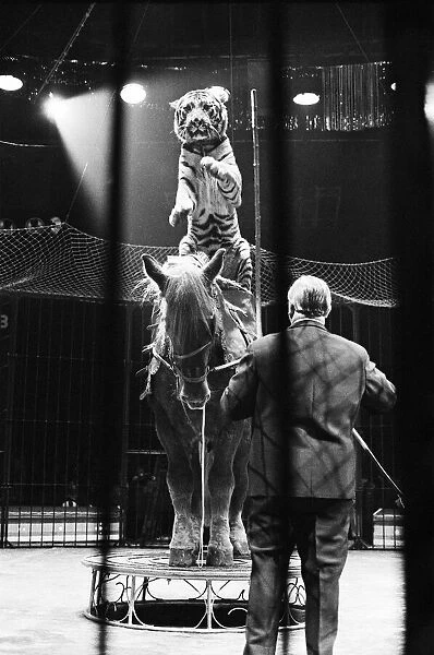 Harry Bellis horse riding tiger riders Sam, a cart horse in the Belle Vue Circus