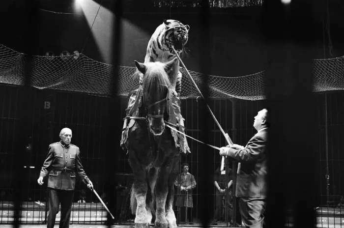 Framed Print : Harry Bellis horse riding tiger riders Sam, a cart horse in the Belle Vue Circus Framed Print : Harry Bellis horse riding tiger riders Sam, a cart horse in the Belle Vue Circus
