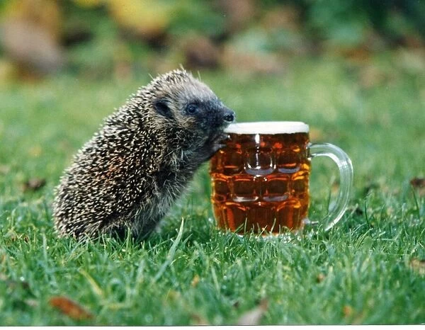 Harry the hedgehog loves his pint, but only real ale please. 12th November 1993
