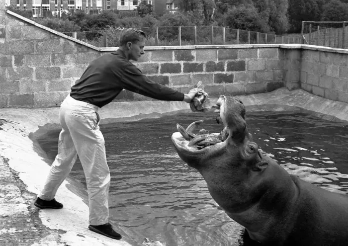 Framed Print : Harry the hippo being fed by a keeper at Coventry Zoo. 13th June 1966