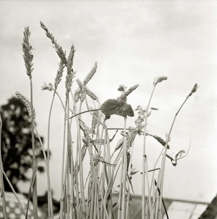 Framed Print : Harvest mouse climbing up a sheaf of corn Circa 1963 A©Mirrorpix Framed Print : Harvest mouse climbing up a sheaf of corn Circa 1963 A©Mirrorpix