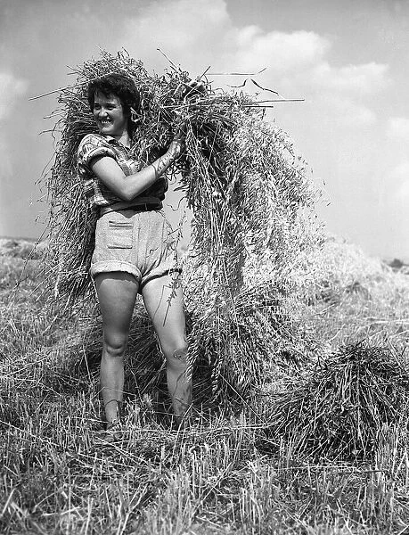 Harvesting Oats in Surrey - 1952 A©Mirrorpix
