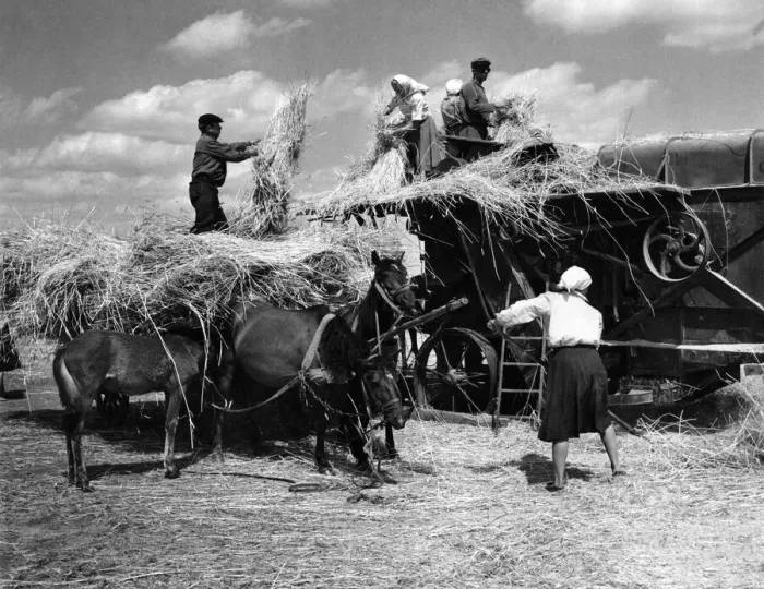 Framed Print : Harvesting scenes on the Chkalov collective farm near the village of Trushki in