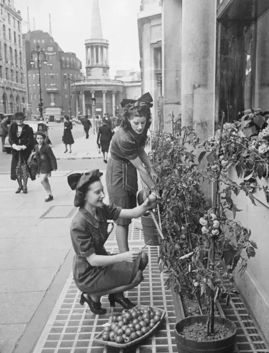 Framed Print : Harvesting tomatoes in Regent St. The ripe ones are picked every morning Framed Print : Harvesting tomatoes in Regent St. The ripe ones are picked every morning