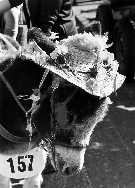 Harvey the Donkey shows of his Easter Bonnet - April 1972 - at the London Harrness Horse