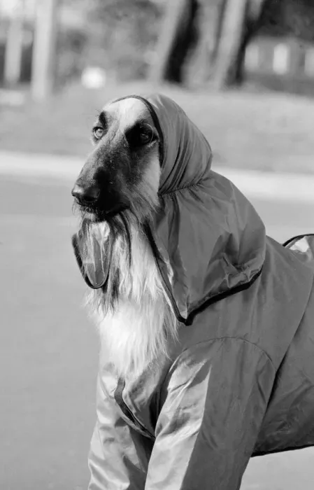 Framed Print : Hassan in his mauve trouser suit Two year old Alyshan Hassan an Afghan Hound is