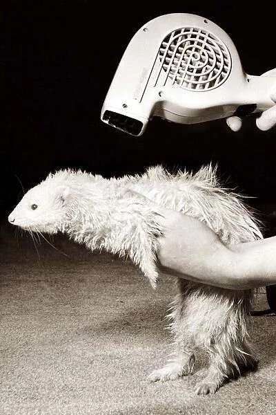 After having a bath, a ferret has his coat blow dried with a hairdryer circa 1980