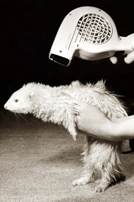Framed Print : After having a bath, a ferret has his coat blow dried with a hairdryer circa 1980