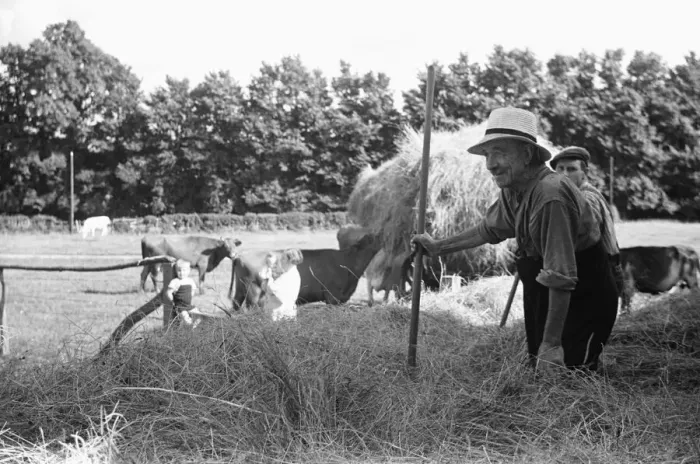 Framed Print : Hay making at Four Elms Leigh in Kent. 1st July 1939 Framed Print : Hay making at Four Elms Leigh in Kent. 1st July 1939