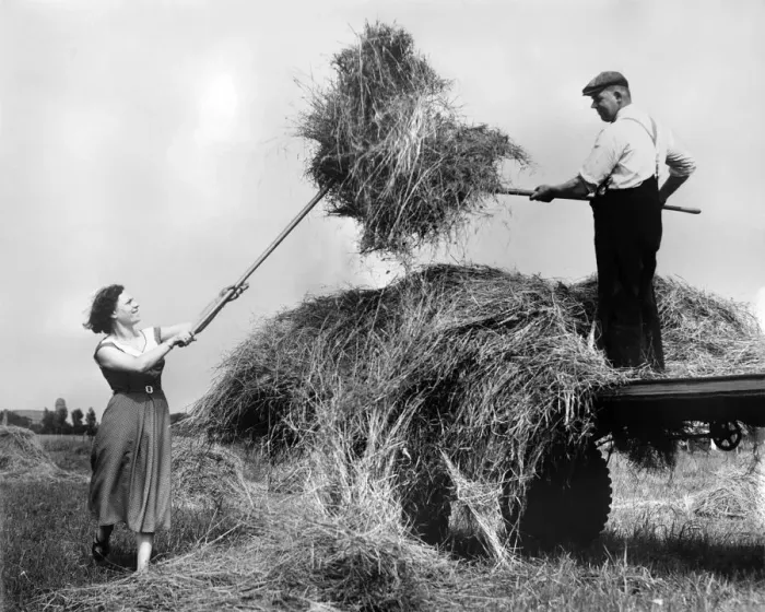 Framed Print : Hay making in the English countryside during the summer. August 1954 Framed Print : Hay making in the English countryside during the summer. August 1954