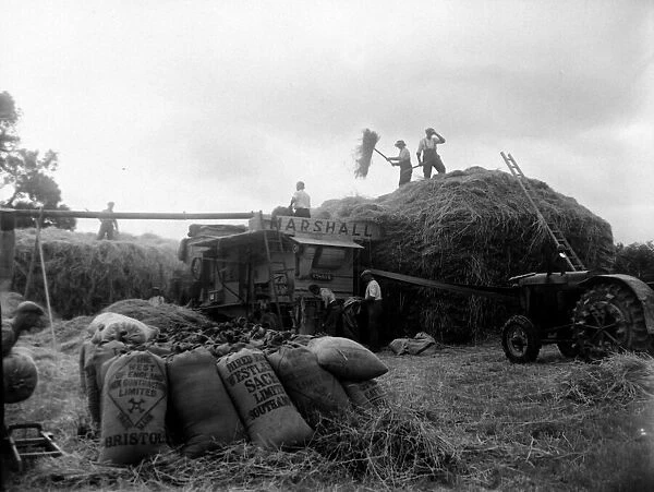 Hay threshing at Holbeton. Circa 1949