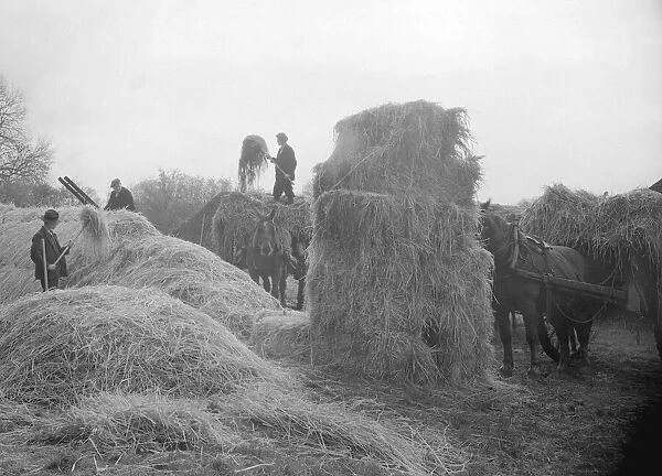 Haymaking in the 1930 s