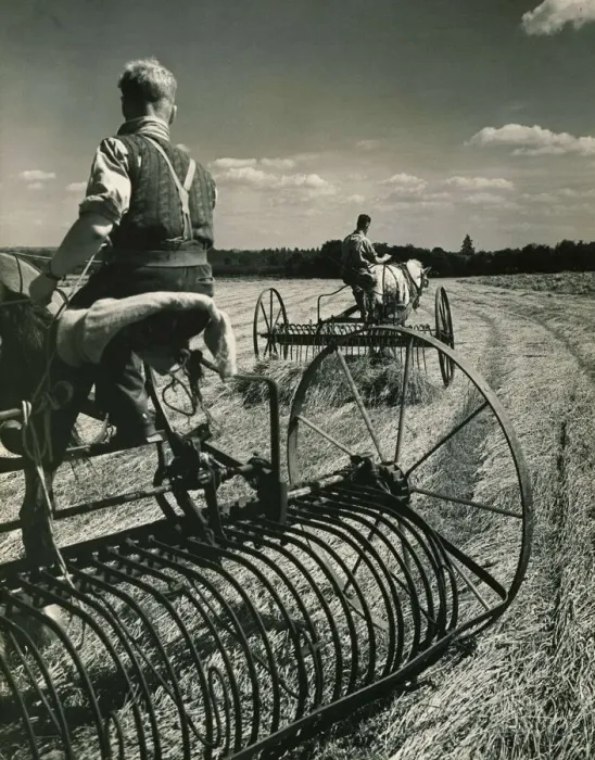 Framed Print : Haymaking near Birling in Kent in wartime England Farmers Harvesting hay Framed Print : Haymaking near Birling in Kent in wartime England Farmers Harvesting hay
