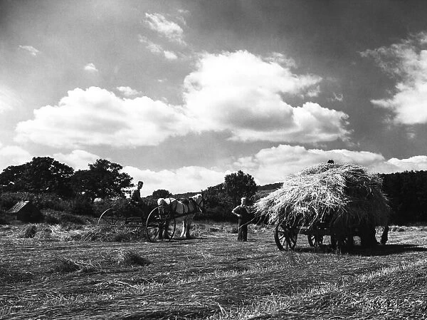 Haymaking near the village of Birling Kent. Circa 1939 P000261