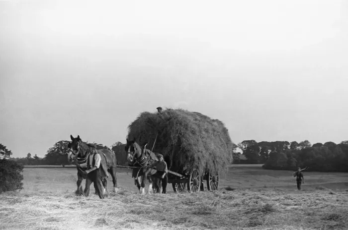 Framed Print : Haymaking at Penshurst July 1939 Framed Print : Haymaking at Penshurst July 1939