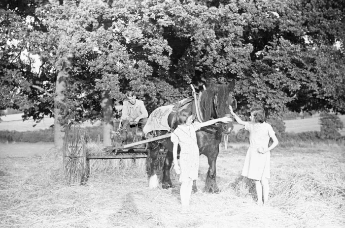 Framed Print : Haymaking at Penshurst July 1939 Framed Print : Haymaking at Penshurst July 1939